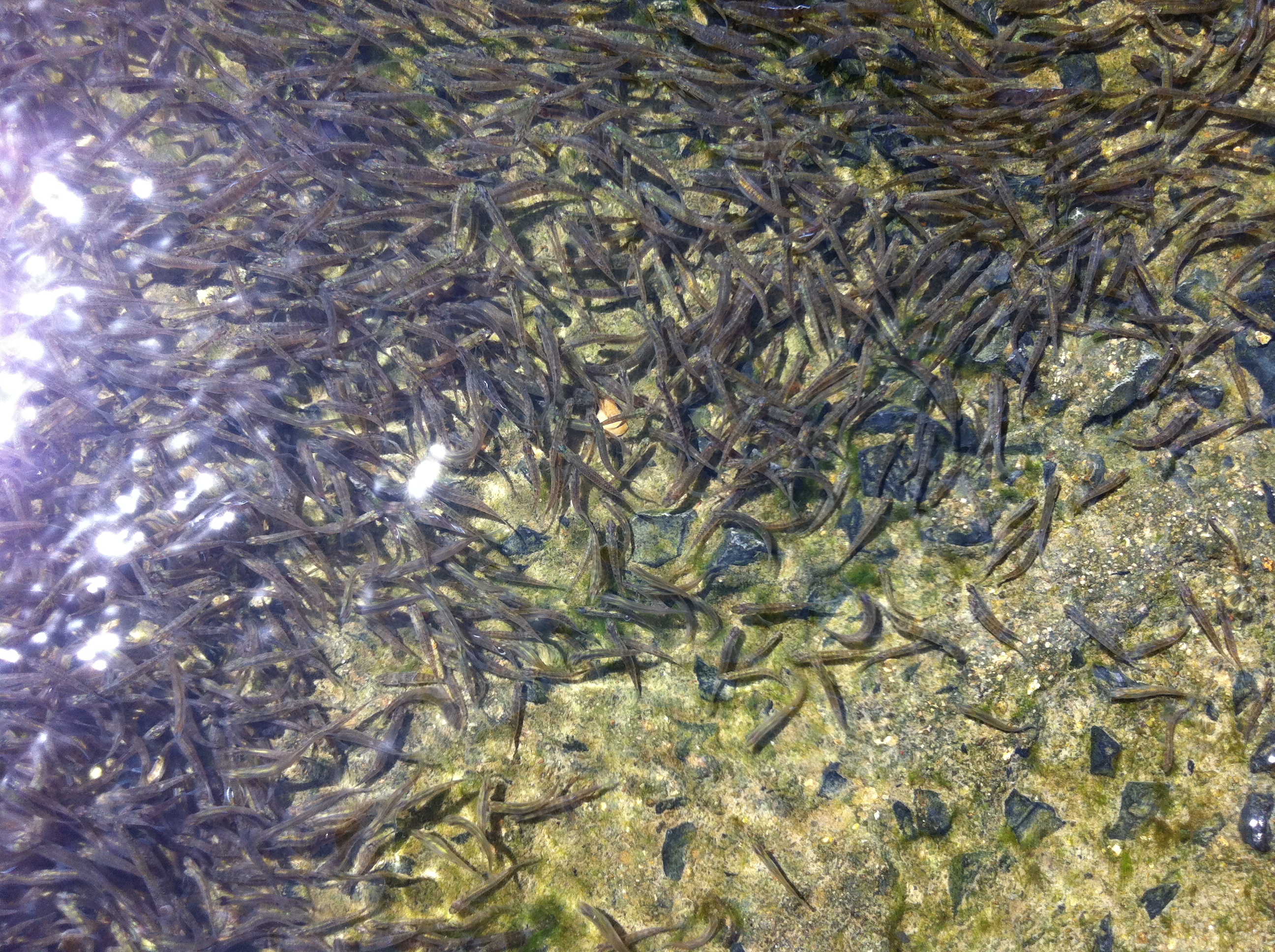 Fish Ladder on the Fitzroy River Barrage – Fitzroy Partnership for ...