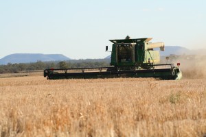 Wheat © FBA (3) – Fitzroy Partnership for River Health