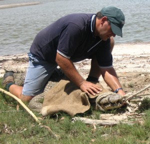 Shane Westley wrangling crocodile for health check