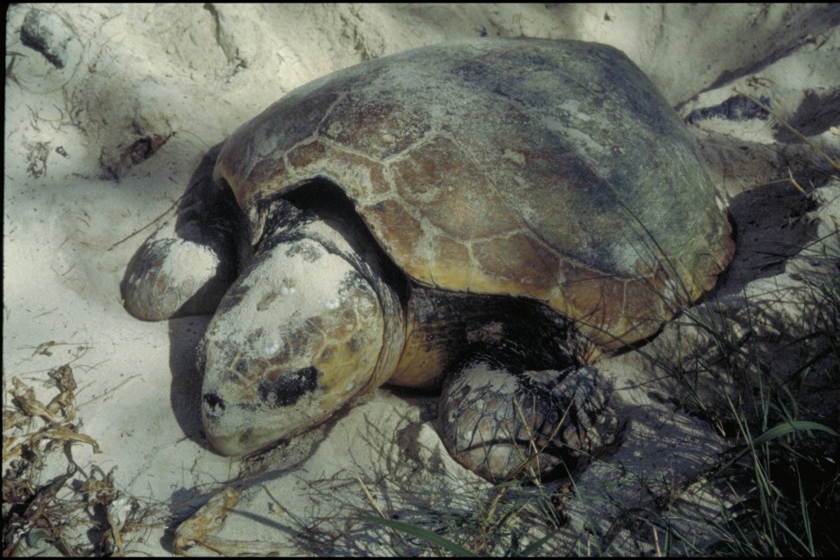 Marine Turtles – Fitzroy Partnership for River Health