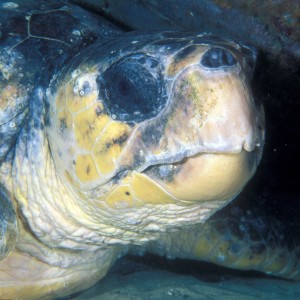 Marine Turtles – Fitzroy Partnership for River Health