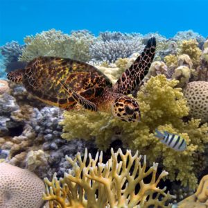 A turtle navigates through coral on the Great Barrier Reef.