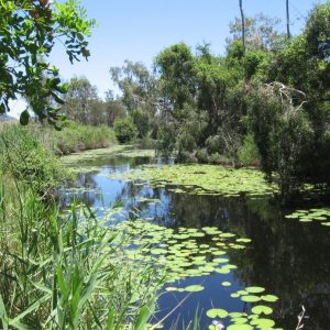 A picturesque waterway not in flow in the Fitzroy Basin. 