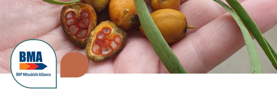 barada-barna-seed-production-initiative-header-900×300 A collaborative model for country-led rehabilitation